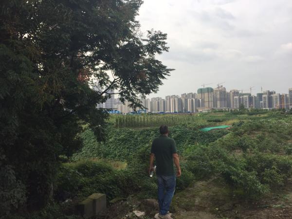 95岁老教授花15年建珍稀植物园 因商业开发需搬迁