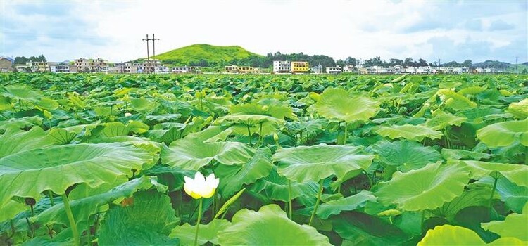 （中首）安顺平坝：千亩荷塘景色宜人_fororder_中首3