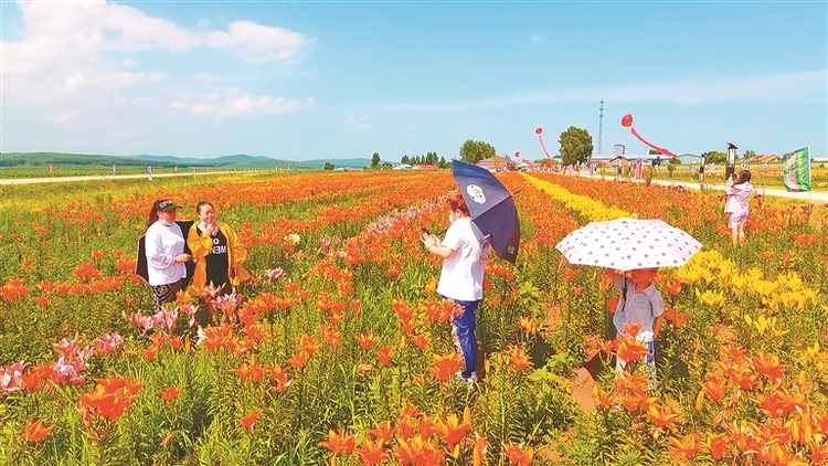 醉美彩云岭 花海遇见你