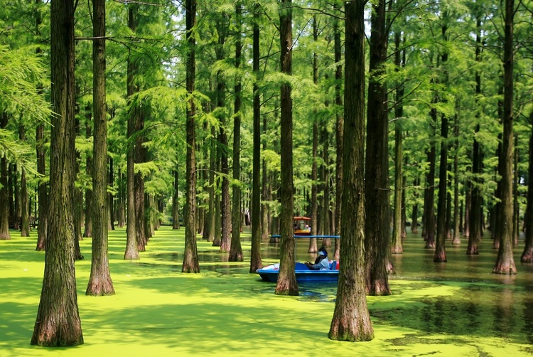 扬州渌洋湖湿地公园：走进水上森林 畅享清凉一夏