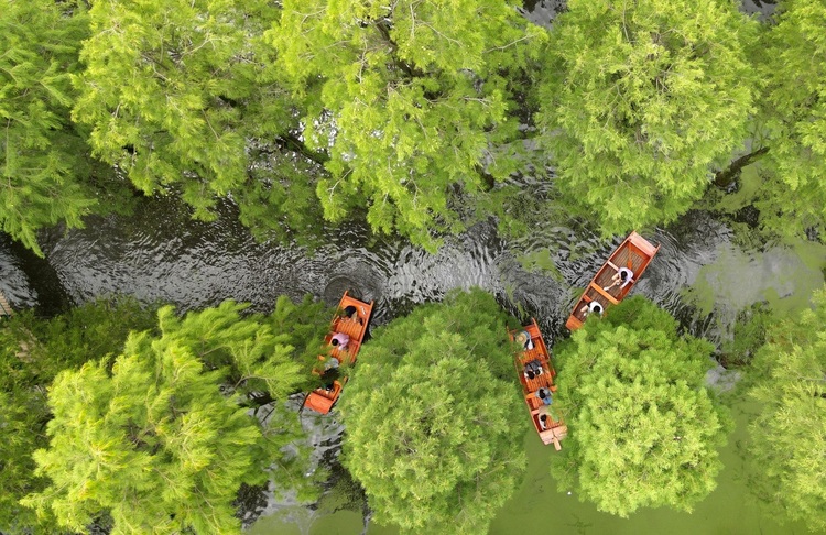 扬州渌洋湖湿地公园：走进水上森林 畅享清凉一夏