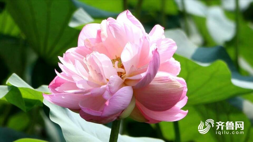 为什么并蒂莲频频现身济南大明湖?听专家来解读