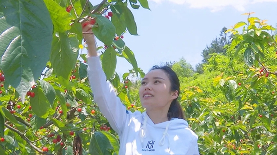 贵州福泉:黄丝江边樱桃熟了