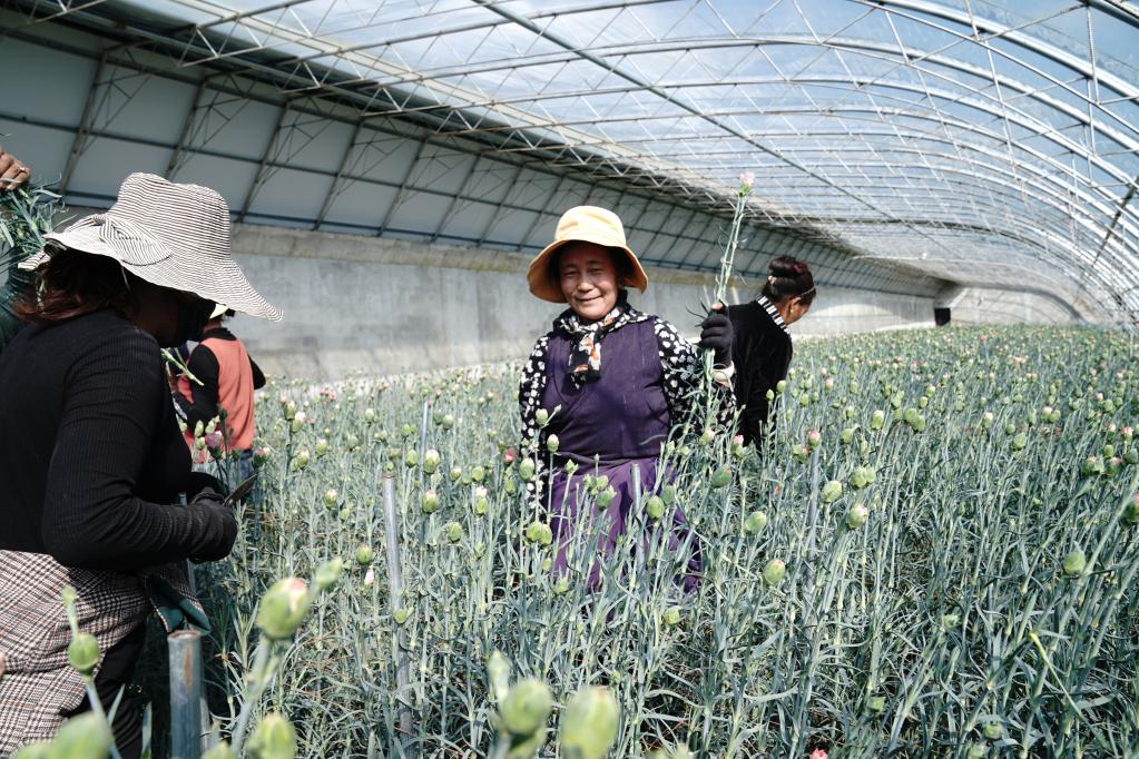 帮布村的牛羊统一销售到位于萨迦县的日喀则百亚成农贸有限公司.