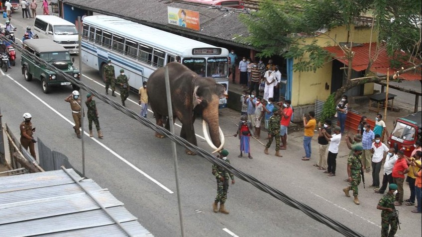 Royal Elephant Prepares to Take Part in Kandy Esala Perahera in Kandy, Sri Lanka