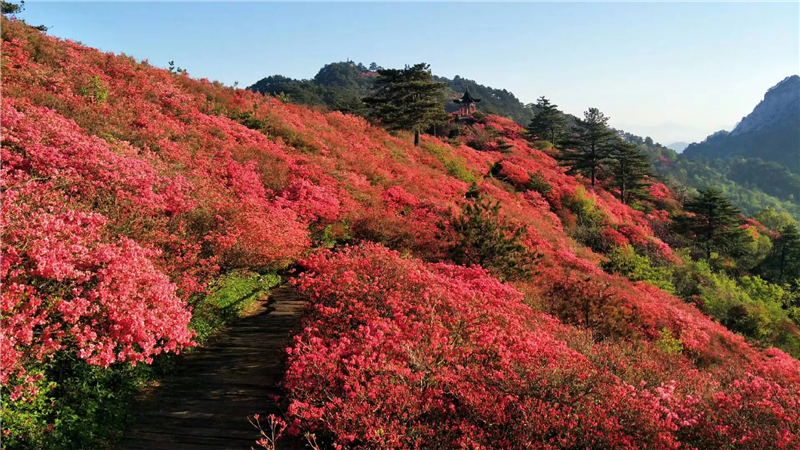 麻城龟峰山风景区杜鹃花进入盛花期(组图)