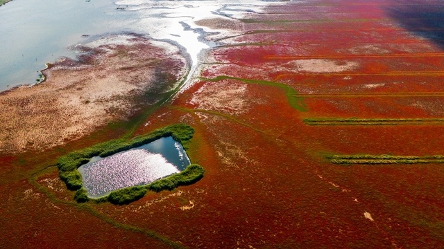 초가을 條子泥습지, 곳곳마다 아름다운 화폭 초가을 條子泥습지, 곳곳마다 아름다운 화폭_fororder_9