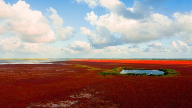 초가을 條子泥습지, 곳곳마다 아름다운 화폭 초가을 條子泥습지, 곳곳마다 아름다운 화폭_fororder_3