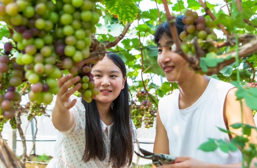 河南省鲁山县：种下甜葡萄 结出好日子