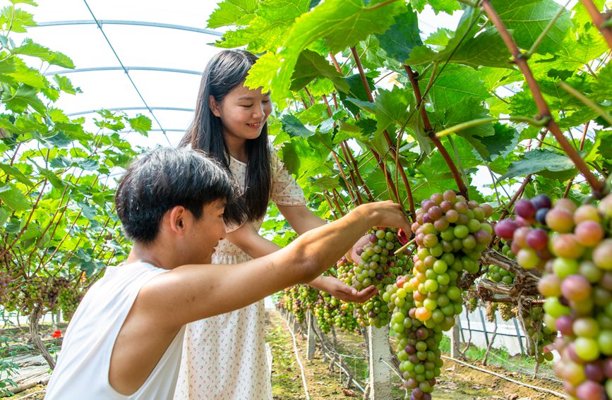 河南省鲁山县：种下甜葡萄 结出好日子