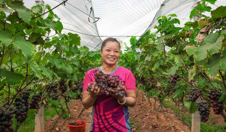 广西梧州市：葡萄挂果 助农增收
