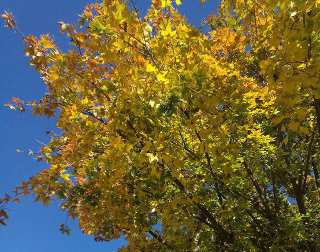 图片默认标题 图片默认标题_fororder_jpjingji1031-1-1-640my