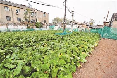 北京前门现“黄金菜地” 种出的蔬菜无偿分给居民