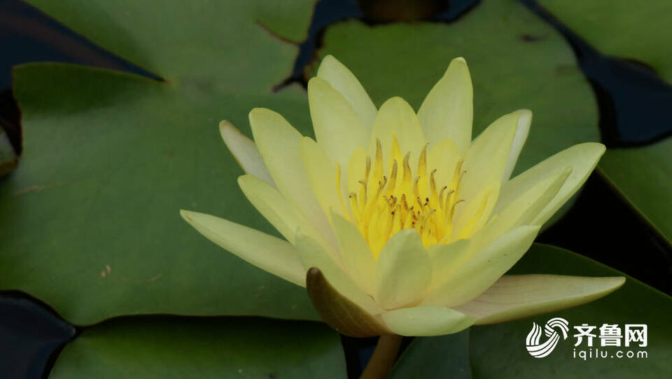影像力|你可曾见过大明湖畔的“花之女王”?