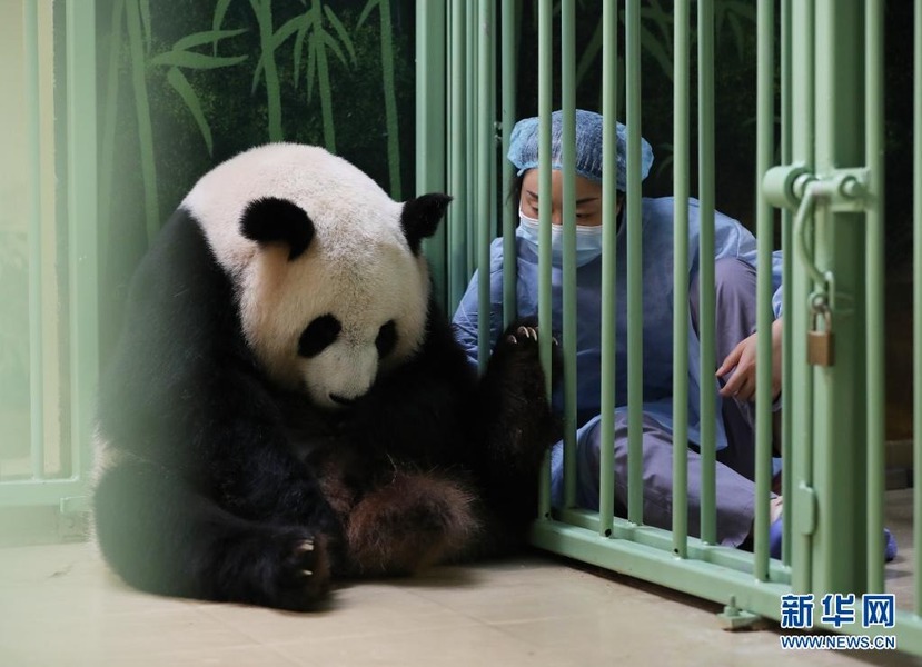 8月2日，在法國博瓦勒動物園，從中國來的工作人員陪伴大熊貓“歡歡”和一只幼崽。新華社記者高靜攝