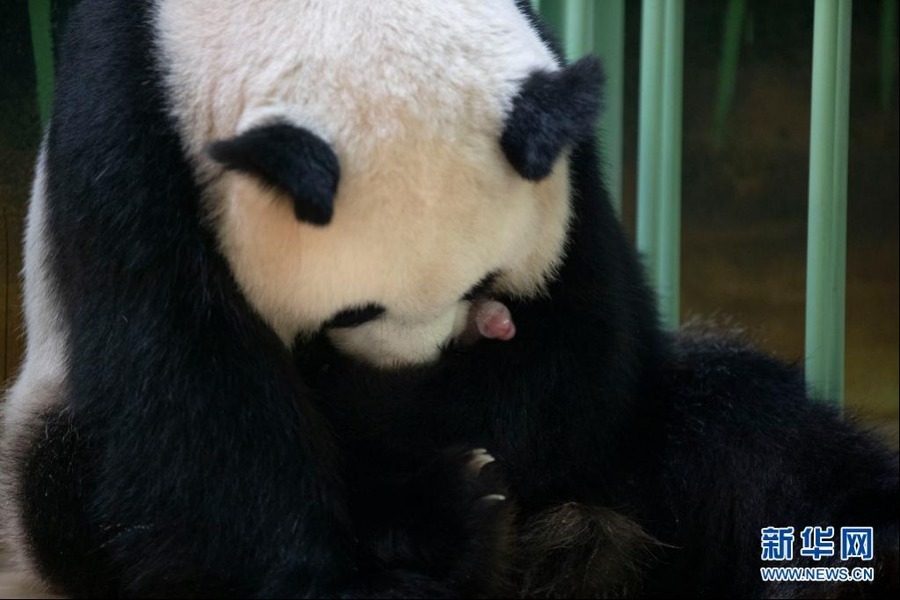 這是8月2日在法國中部圣艾尼昂市博瓦勒野生動物園拍攝的中國大熊貓“歡歡”順利產下幼崽后的照片。新華社發（博瓦勒野生動物園供圖）