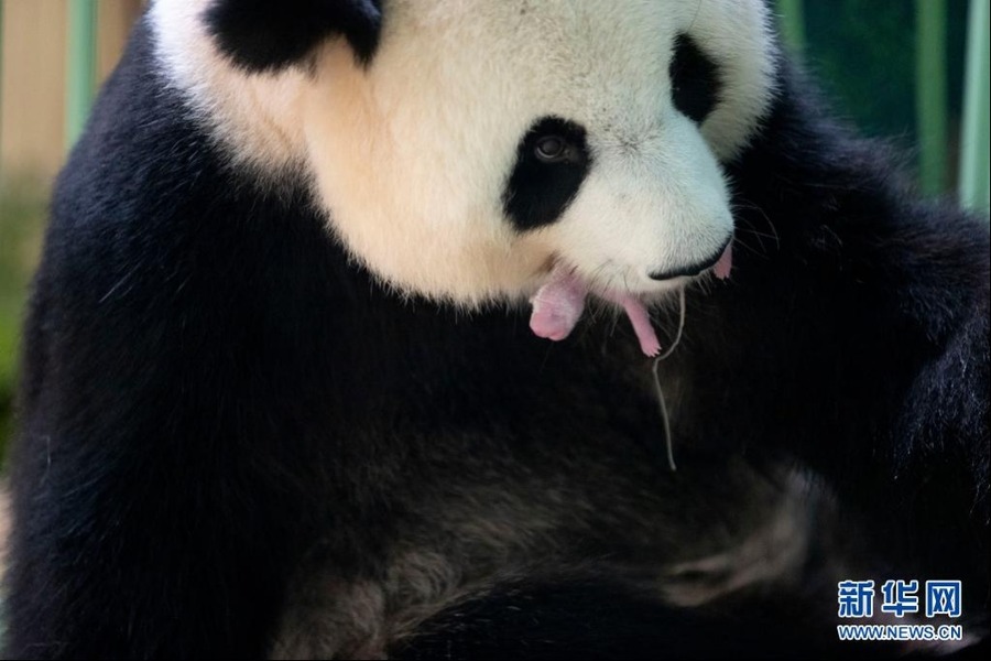 這是8月2日在法國中部圣艾尼昂市博瓦勒野生動物園拍攝的中國大熊貓“歡歡”順利產下幼崽后的照片。新華社發（博瓦勒野生動物園供圖）