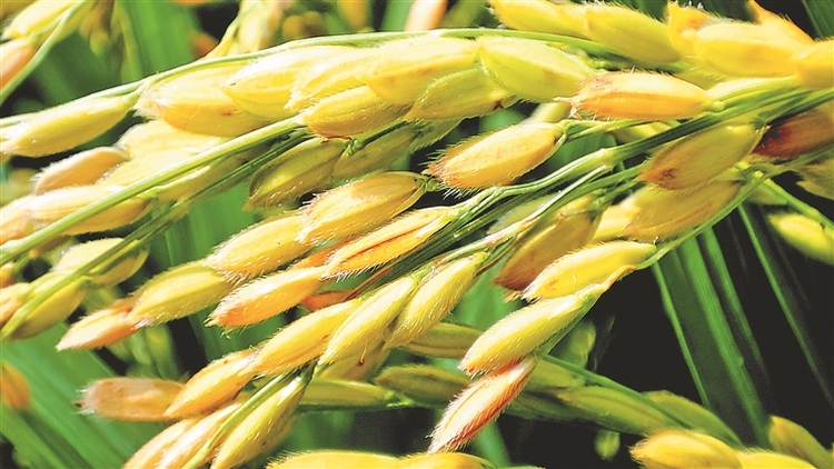 太空育种水稻 一穗长出132粒