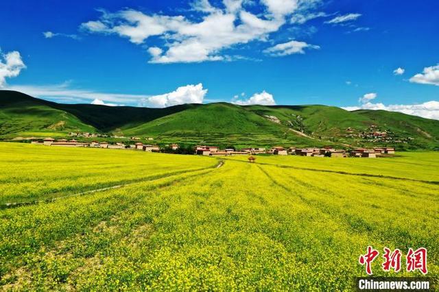 Ladang Bunga Canola, Lokasi Ideal untuk Bergambar_fororder_yc1