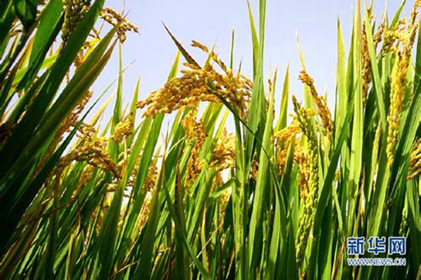 图片默认标题_fororder_pangan2020050202