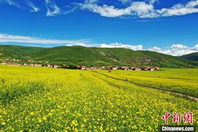 Ladang Bunga Canola, Lokasi Ideal untuk Bergambar_fororder_yc5