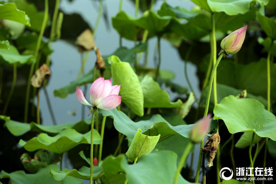 杭州:西湖荷花渐次开 六月美景入画来 杭州:西湖荷花渐次开 六月美景入画来