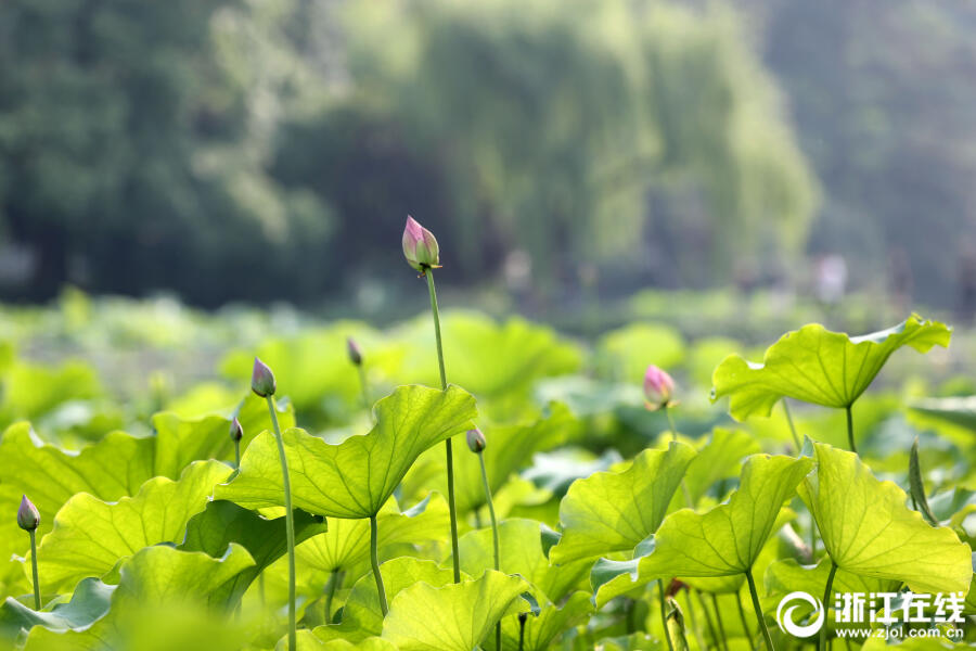 杭州:西湖荷花渐次开 六月美景入画来 杭州:西湖荷花渐次开 六月美景入画来