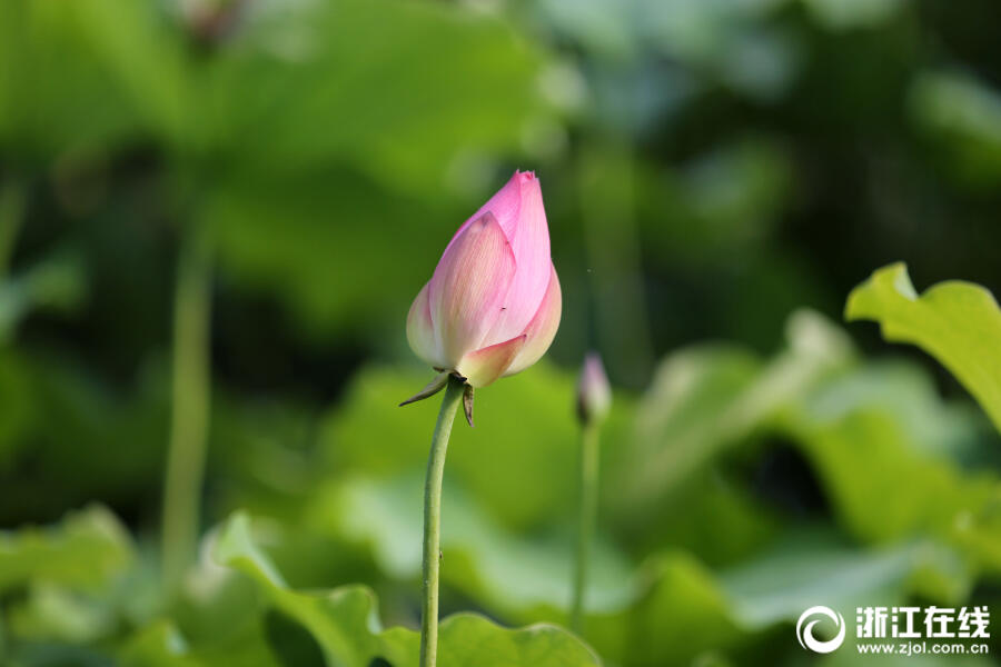 杭州:西湖荷花渐次开 六月美景入画来 杭州:西湖荷花渐次开 六月美景入画来
