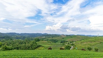 （原創）黔南甕安：大力發展茶產業 幫助群眾增收致富