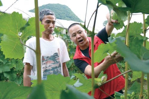 青山绿水筑品质 科技支撑高效益 ——贵州农业产业技术体系助推优势特色产业发展