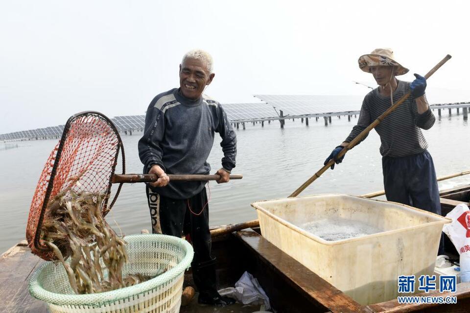 山东滨州：“渔光一体”提升水产养殖效益_fororder_3
