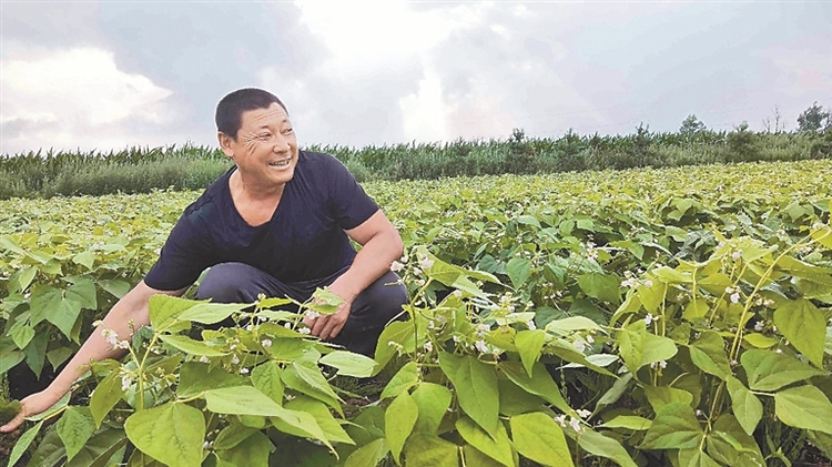 龙江油豆角“火出圈” 强劲开启全产业链加速度