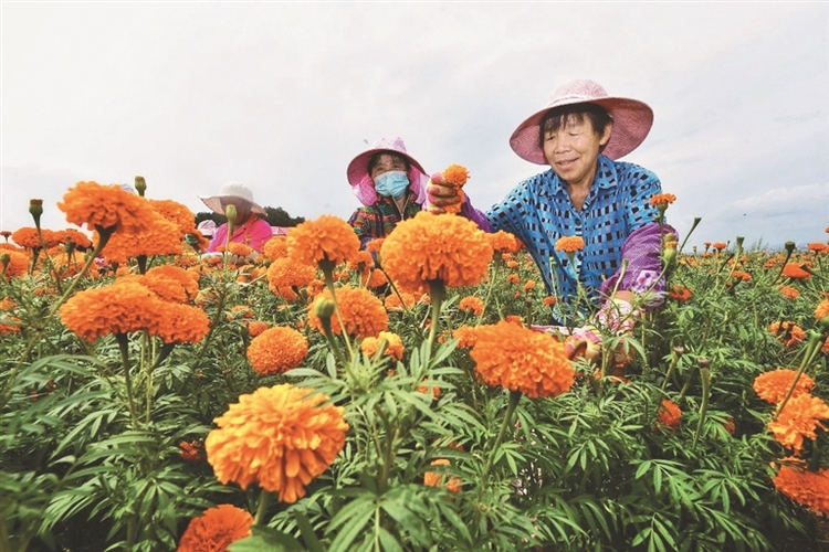 牡丹江：百亩万寿菊扮靓黑土地