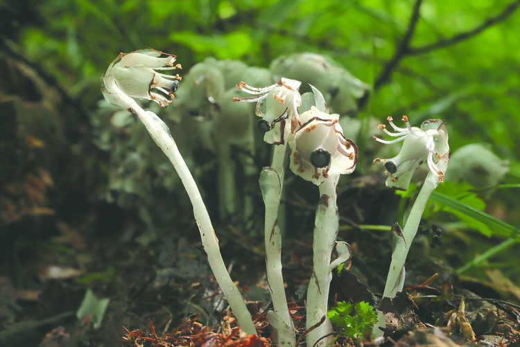 长白山地区发现珍稀植物球果假水晶兰