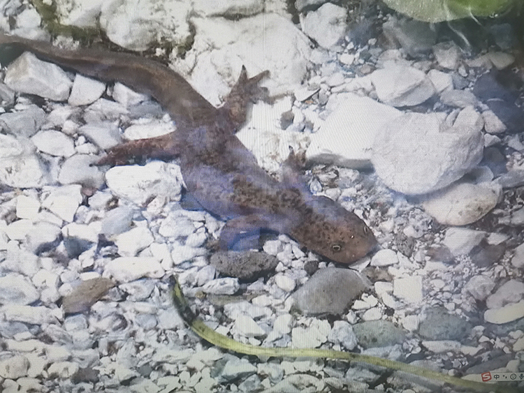 眉山洪雅首次拍摄到国家二级保护动物山溪鲵_fororder_瓦屋山境内拍摄到的山溪鲵-摄影-邓宁