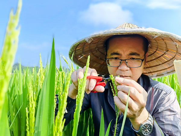 凝聚了自贡市农科院水稻科研团队的辛劳和汗水,表明自贡市农业科学