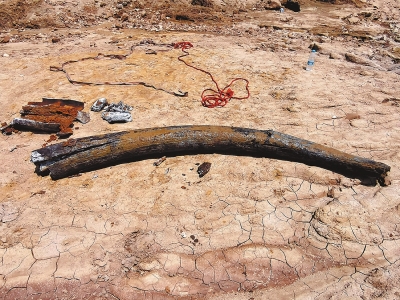 最大直径0.3米 南阳白河河床惊现古象牙化石