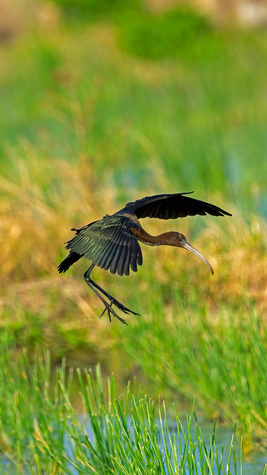 国家一级保护鸟类彩鹮现身福建泉州