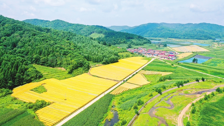 扛稳粮食安全重任 筑牢乡村振兴基石——吉林省实施乡村振兴战略综述