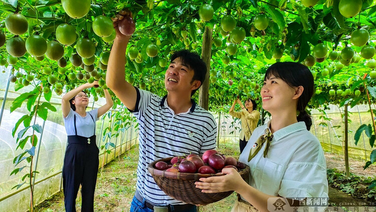 广西桂林：农旅融合兴产业 拓宽瑶乡致富路
