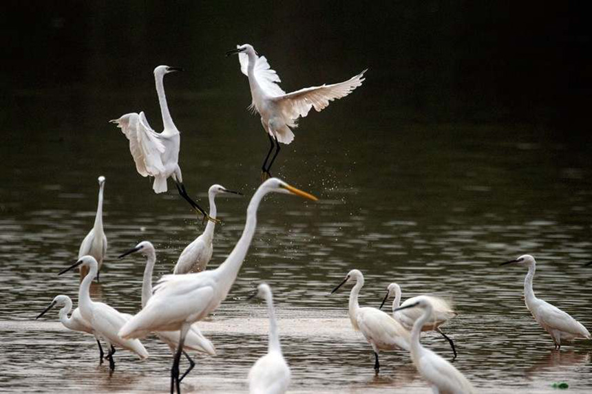 广西梧州发现一级保护动物黄嘴白鹭