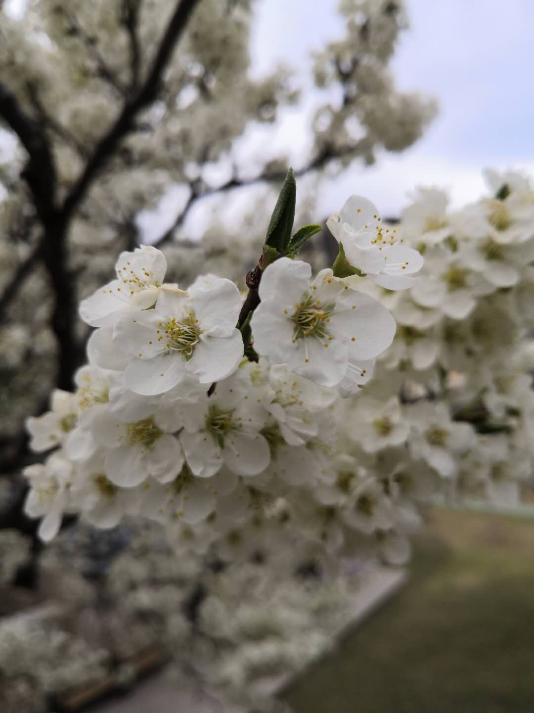 图片默认标题_fororder_webwxgetmsgimg (2)