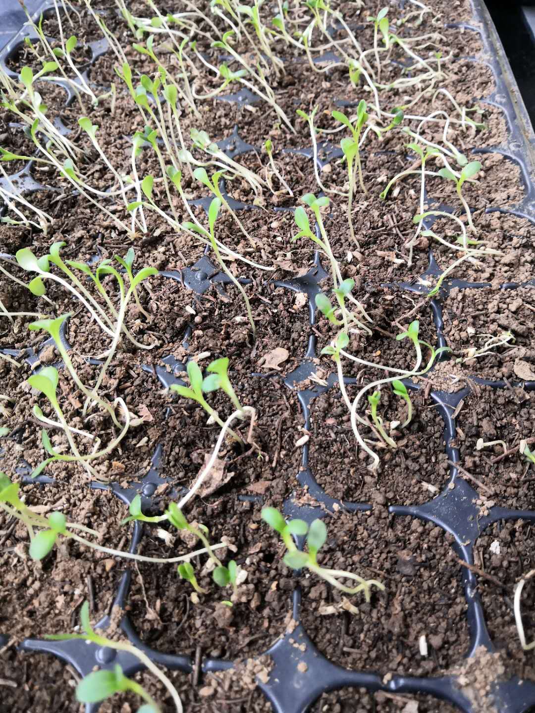 图片默认标题_fororder_webwxgetmsgimg (19)