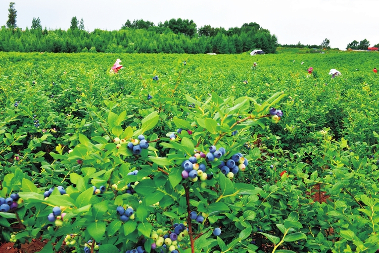 在希望的田野上—白山市加快蓝莓产业发展侧记