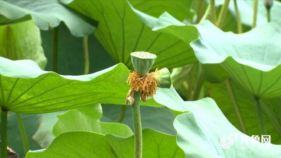 为什么并蒂莲频频现身济南大明湖?听专家来解读