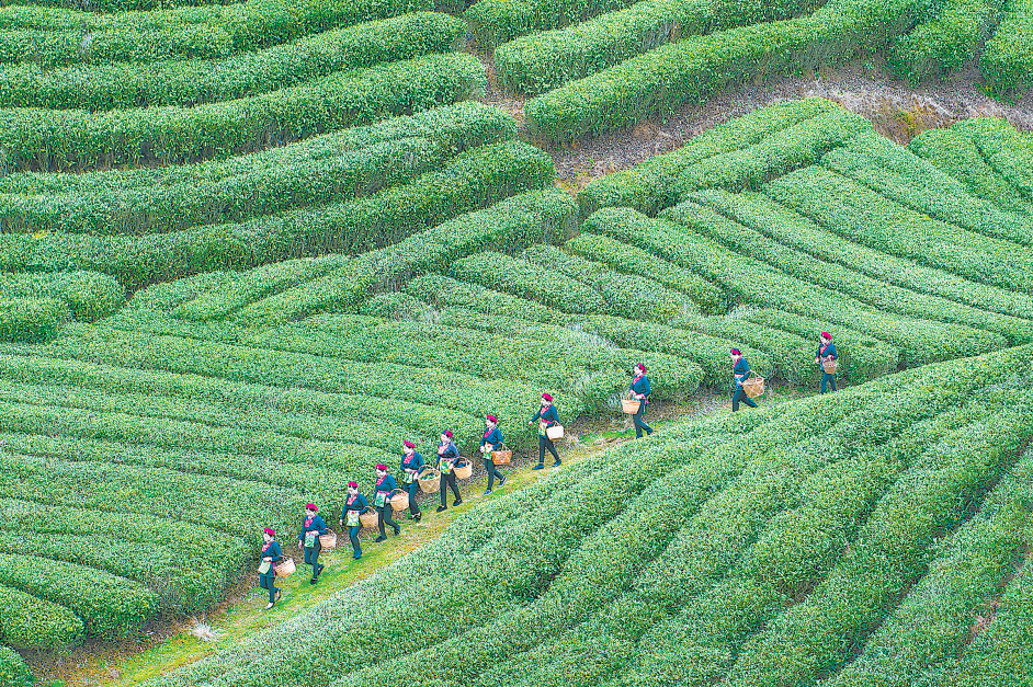 宁德霞浦：茶好自俏_fororder_微信图片_20210813084851