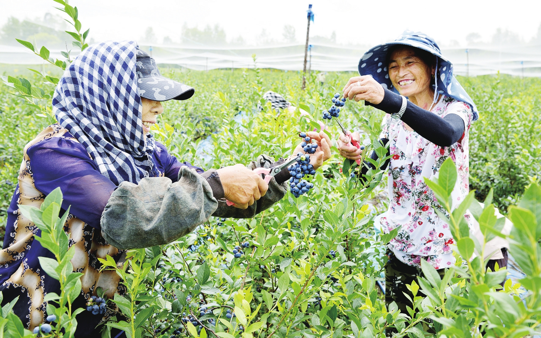 在希望的田野上—白山市加快蓝莓产业发展侧记