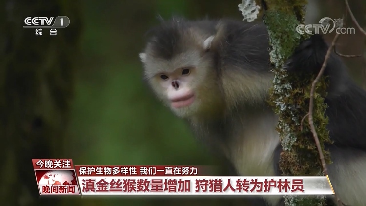 保护生物多样性 我们一直在努力