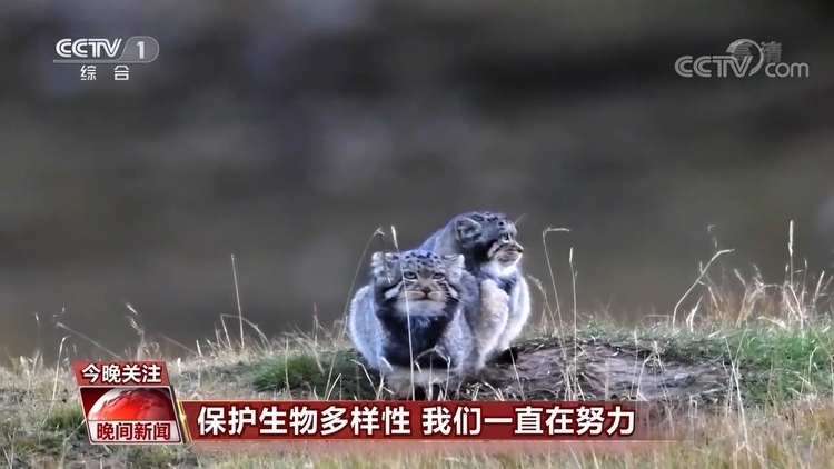 保护生物多样性 我们一直在努力
