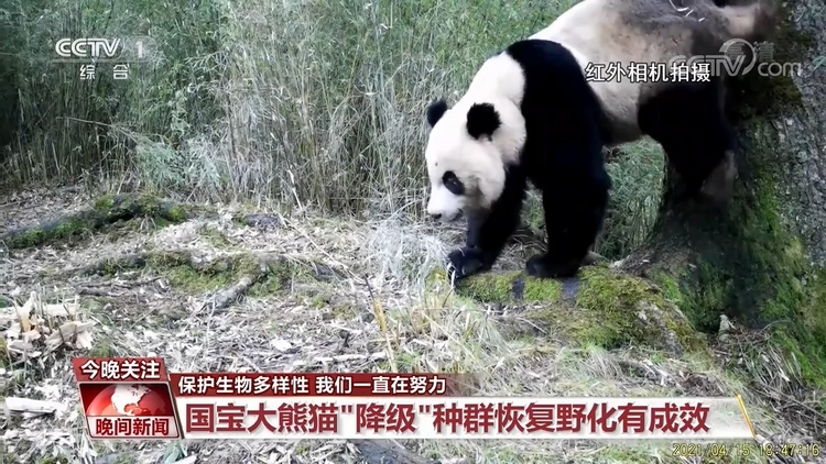 保护生物多样性 我们一直在努力